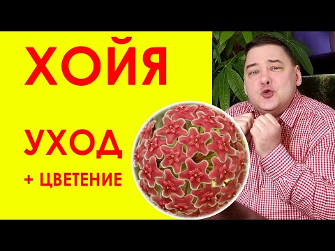 Видео: Хойя. Уход в домашних условиях и секреты цветения