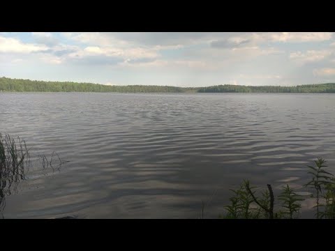 Видео: Рыбалка в Спб и Ленобласти .Канадские кошка сомики