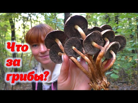 Видео: ГРИБ МОЛОДОСТИ  - Ложноопенок кирпично-красный, Вешенка дубовая, настоящая змея и уж