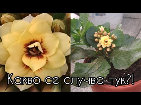 Видео: ПИЩНИЯТ ЦЪФТЕЖ не е МИТ ПРИ МЕН!!!?! ✨️😇