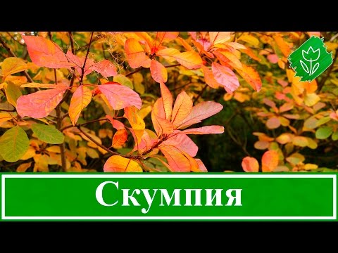 Видео: 🌳 Кустарник скумпия – посадка и уход, растение скумпия кожевенная – выращивание в Подмосковье