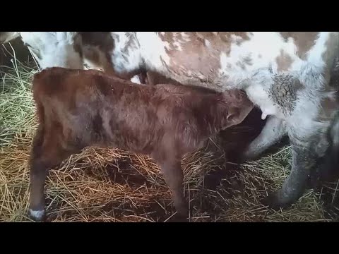 Видео: Подпускаем 2 телёнка под корову.