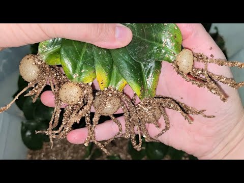 Видео: ЖАЛЕЮ, что РАНЬШЕ так не укореняла замиокулькас, такой бешеный рост, за полгода пышный кустик