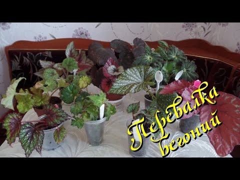 Видео: Перевалка  декоративно-лиственной бегонии в 4 этапа