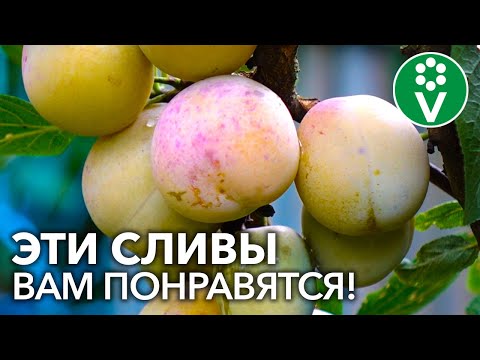 Видео: 9 САМЫХ СЛАДКИХ И КРУПНЫХ СОРТОВ СЛИВЫ ДЛЯ СРЕДНЕЙ ПОЛОСЫ