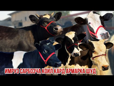 Видео: Армарка шуд Сарбозча хело арзон гуночинои оригинал 20 октября 2025 г.
