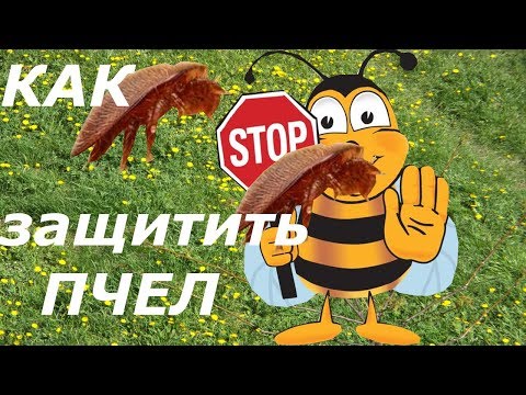Видео: Как защитить пчел от клеща ВАРРОА?