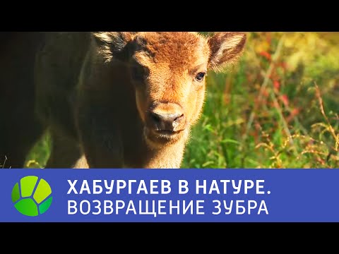 Видео: Возвращение зубра - Хабургаев в натуре | Живая Планета