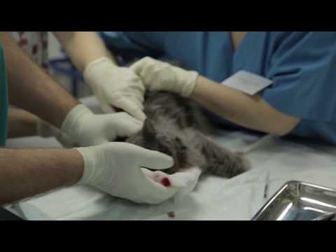 Видео: ВЕТЕРИНАРЫ СЕРИЯ 7