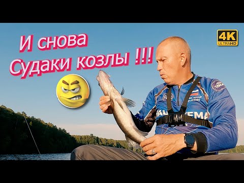 Видео: Судак есть, но жрать не хочет. Active Target