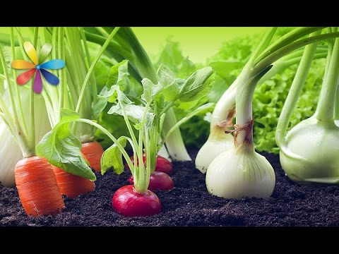 Видео: Как выращивать овощи дома, чтобы целую зиму был урожай – Все буде добре. Выпуск 900 от 20.10.16