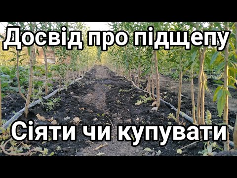 Видео: 14.09.25. Підщепа мигдаль, алича, антипка, наш досвід. 🤔