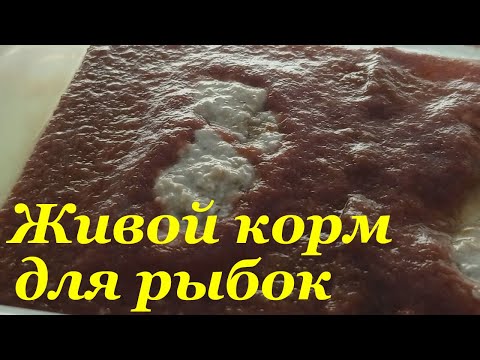 Видео: Аулофорус Запуск культуры Как разводить аулофорус Живой корм