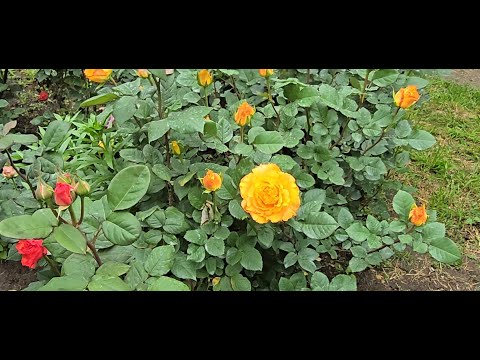 Видео: Цветение роз начинается!!! Более 200 сортов роз 🌹🌹🌹 Грузия, Тбилиси ❤❤❤