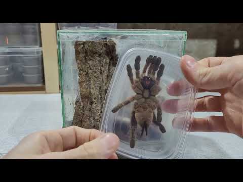 Видео: Разведение Heteroscodra maculata
