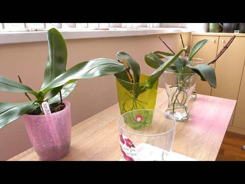 Видео: Дала ЖАРУ! Случилось ПООТРЕЗАЛА у орхидей всё и ЦВЕТОНОСЫ и МАКУШКИ./Кроха год в одной поре ПОСАДКА.