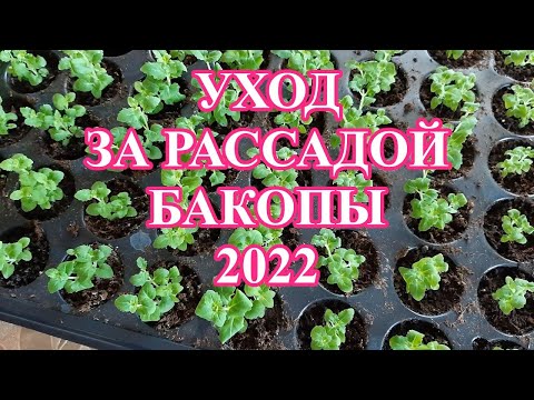 Видео: Всходы бакопы. Подкормки, проветривание, полив, вредители...
