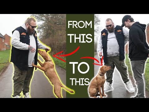 Видео: Научите собаку перестать подпрыгивать за 2 простых шага!