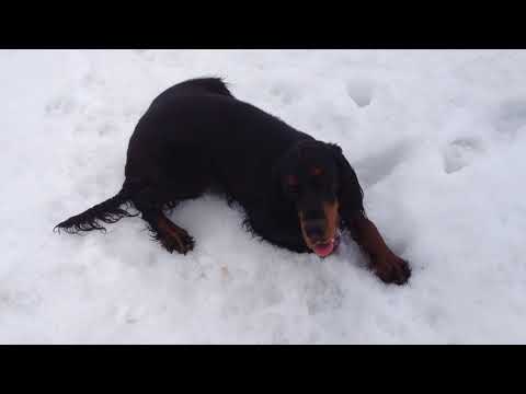 Видео: Общий курс дрессировки сеттера гордона на прогулке. Проблемы и ошибки в дрессировке и выращивании