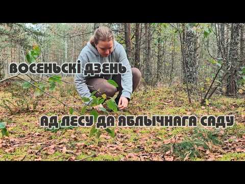 Видео: Восеньскі цуд: Знайшлі возера і Суніцы ў кастрычніку!