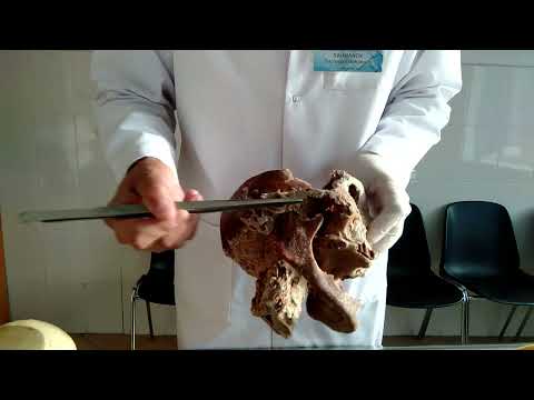 Видео: суставы 3-  Бассүйектерінің байланыстары