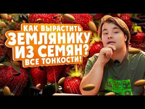 Видео: Как вырастить ЗЕМЛЯНИКУ ИЗ СЕМЯН? Все тонкости!