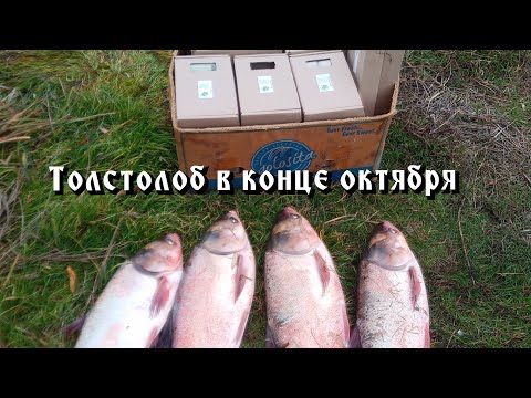 Видео: Рыбалка на толстолоба в конце октября.