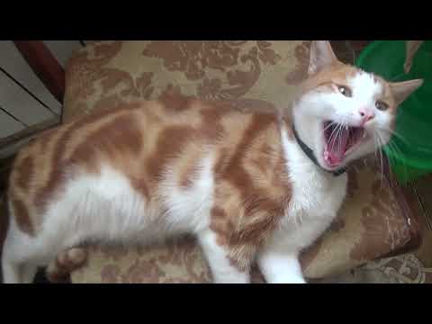 Видео: Купила пряжу //Вредная Алиска//Мои заготовки