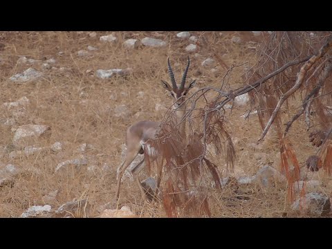 Видео: Израиль.  Дикие животные в лесу Бирия.