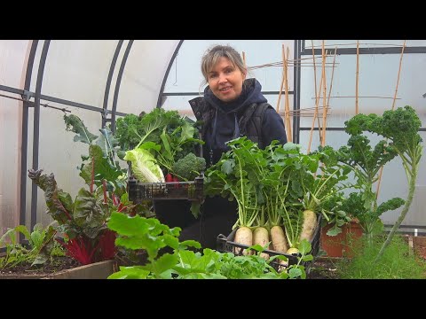 Видео: ВАС УДИВИТ МОЙ УРОЖАЙ В СЕРЕДИНЕ НОЯБРЯ! МНОГО УРОЖАЯ НЕСМОТРЯ НА ПОГОДУ!