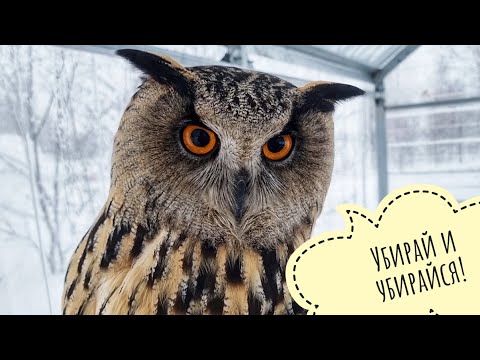 Видео: Тепло и снежно. Всем совам хорошо, а Артёму нет. Сова Ёль ждёт, когда я уберусь в её апартаментах