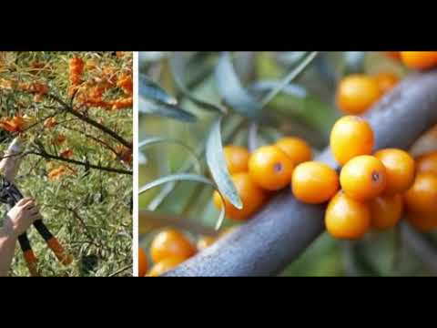 Видео: Обліпиха: посадка, догляд, розмноження, збір ягід. Кращі сорти.