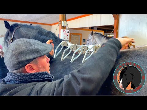 Видео: Аполлон, лошадь породы шайр, готовится к установке седла Schleese Dressage Saddle 2023