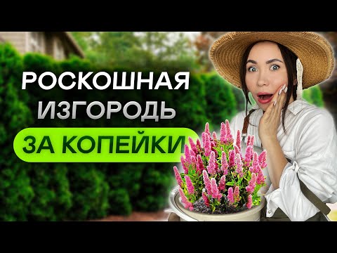 Видео: САМЫЕ ДЕШЕВЫЕ кустарники для живой изгороди! ЛЕГКО и ПРОСТО