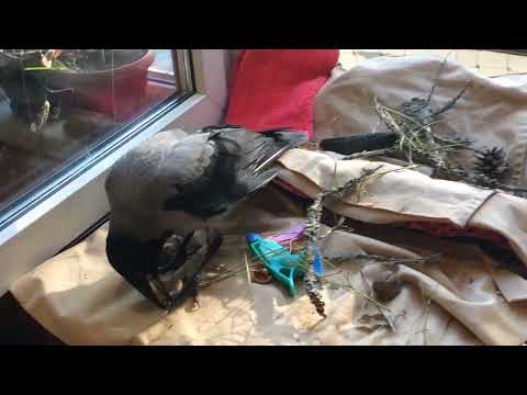 Видео: Ворона и грецкий орех