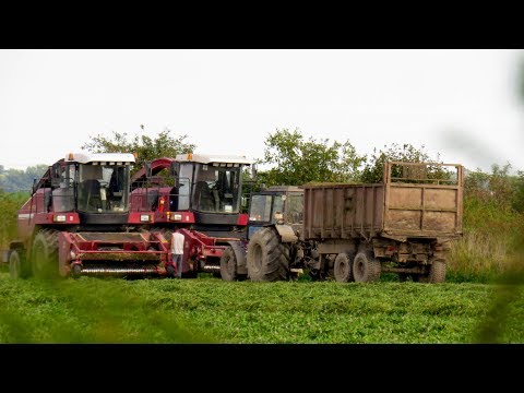 Видео: [Заготовка кормов] БЕЛАРУС 3022+КМР-9, КВК-800, БЕЛАРУС 922, 2522, МАЗ 5551 и др.