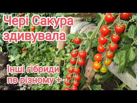 Видео: Чері Сакура здивувала, а інші гібриди помідорів плюс-мінус в теплиці на початку липня.