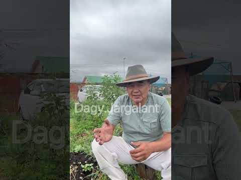 Видео: ЯМАР ТАРИМЛЫГ ХОРТОН ШАВЬЖ ИДДЭГ ВЭ?