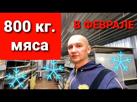 Видео: ЧЕТЫРЕ ПРИЧИНЫ НЕ ВЫРАЩИВАТЬ БРОЙЛЕРА ЗИМОЙ / ЗИМНЕЕ СОДЕРЖАНИЕ БРОЙЛЕРОВ