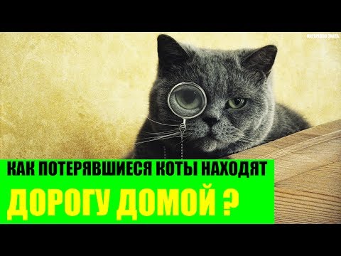 Видео: Как потерявшиеся коты находят дорогу домой?