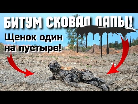 Видео: 💔Щенок в гудроне плакал на пустыре/мальчик нашёл его/мы приехали еле ноги унесли😱help save the puppy