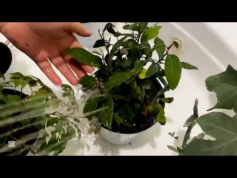 Видео: Хона гулларига ШИРА тушса нама қилиш керак ?