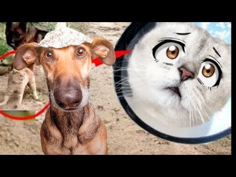 Видео: На Кошечку Марфу НАПАЛИ собаки!