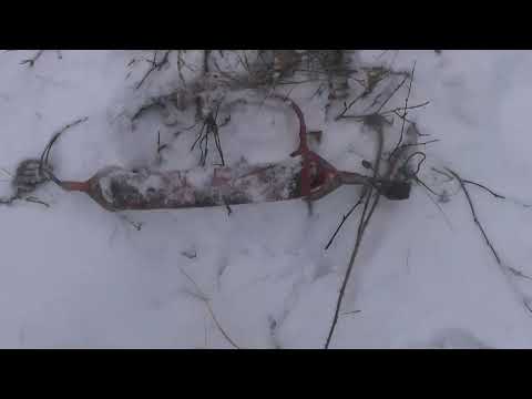 Видео: попал 48й волк и ушел. найду ли я его?