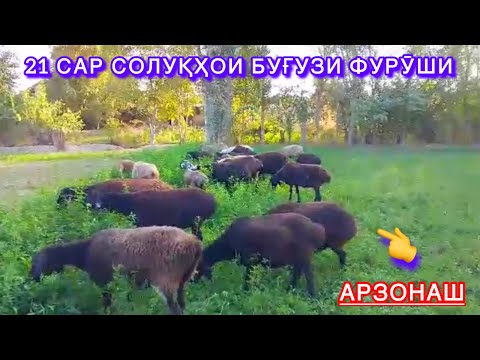 Видео: 21 сар СУПЕР солуқҳои Ҳисори. Номер 90 600 73 03 ватсап✅.
