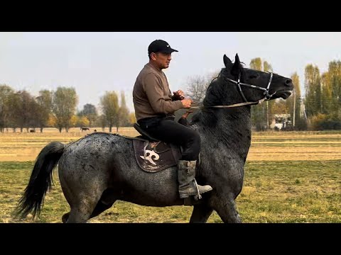 Видео: Байгазынын Аттары сатылат