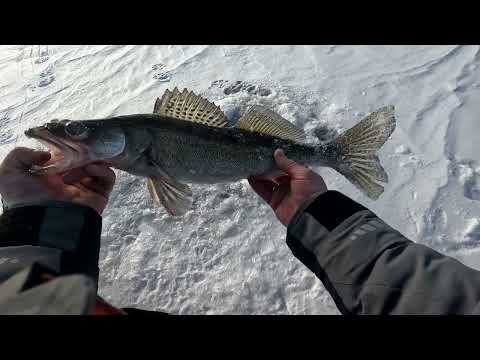 Видео: Злые судаки не могут устоять перед этой приманкой