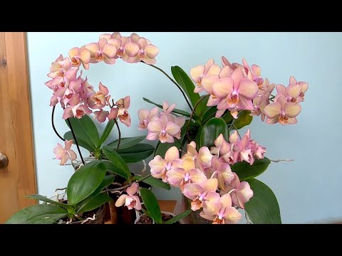 Видео: эти орхидеи НИГДЕ не увидите // ВСЕ варианты цветения орхидей ВЕНЕЦИАНСКИЙ ПЕРСИК (Легато)