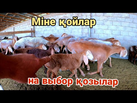 Видео: ЕРКЕК ГИССАР-АРАШАН ҚОЗЫЛАР САТЫЛАДЫ +7 778 829 4888