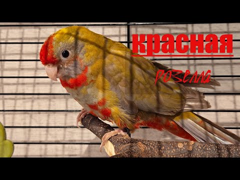 Видео: Красная Розелла - будем знакомы. Заселение. Знакомство :)